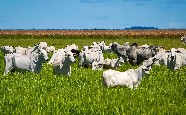 Tocantins: O Estado do Agronegócio